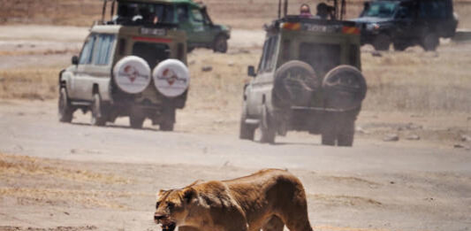 Lion