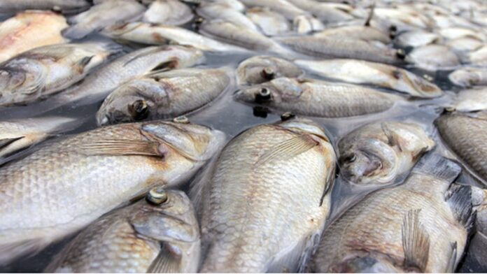 poissons morts
