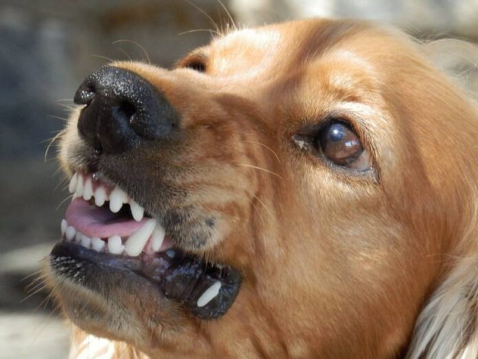Chien