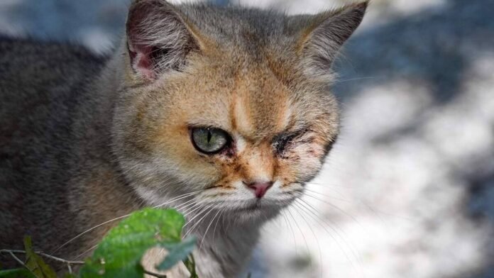 chats torturés et tués